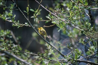 Wilsonia pusilla,
Chipe corona negra,
Chipe de Coronilla Negra,
M&ouml;nchswalds&auml;nger,
Parula di Wilson,
paruline &agrave; calotte noire,
paruline &Oacute; calotte noire,
Wilson's Warbler