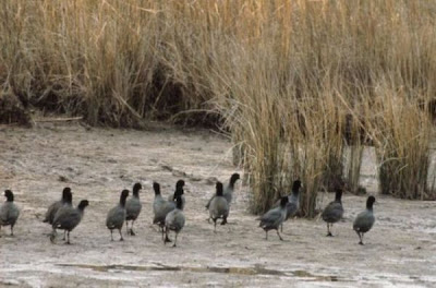 Amerikanisches Bl��huhn