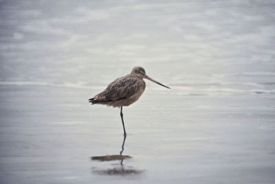 Marbled Godwit Marbled Godwit