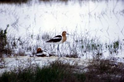 Avocette d'Am�rique