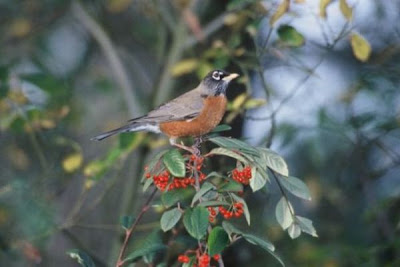 Image of American Robin