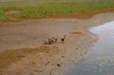 Image of Brant Broods