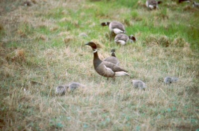 Image of Brant Broods