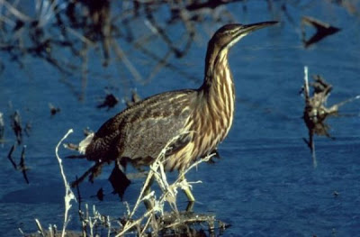 Image of American Bittern