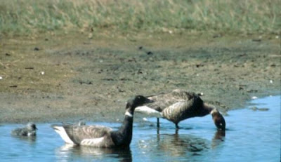 Image of Brant
