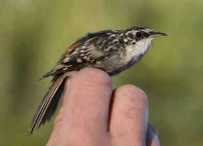 Image of Brown Creeper