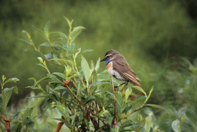 Image of Bluethroat Male