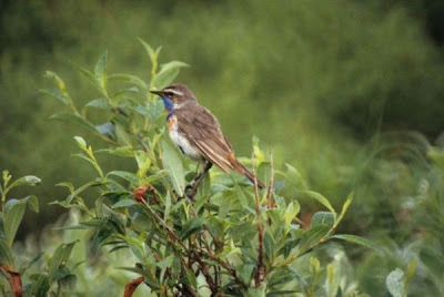 Image of Bluethroat Male
