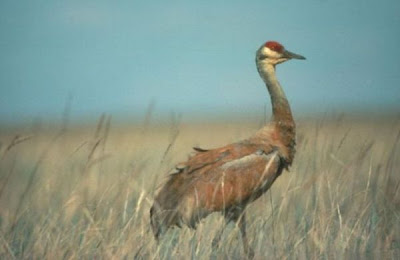 Image of Sandhill Crane