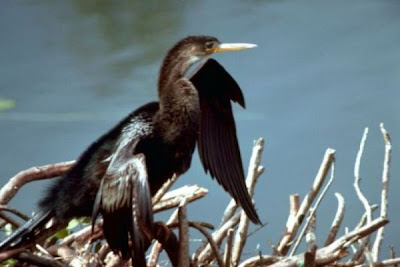 Image of Anhinga