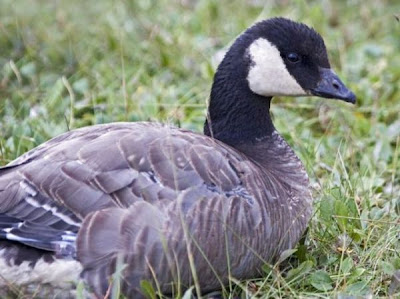 Image of Cackling Goose