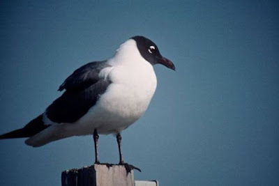 Image of Laughing Gull