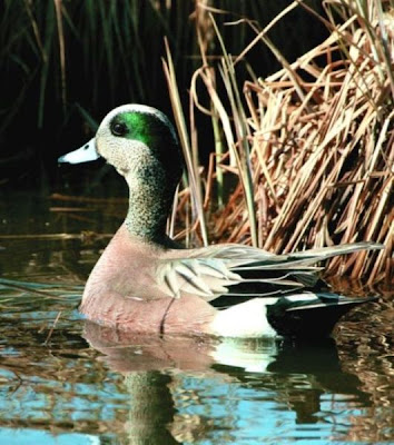 Image of American Wigeon Drake