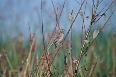 Image of House Finch