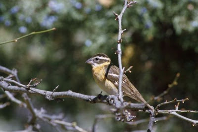 Image of Black-headed Grosbeak