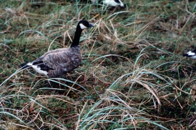 Image of Cackling Canada Goose