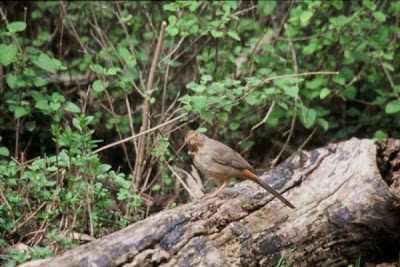 Image of Brown Towhee - Pacific Coast