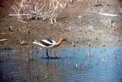 Image of American Avocet