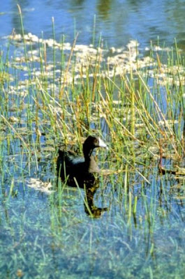 Image of American Coot