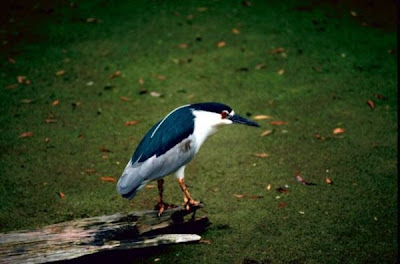 Image of Black-crowned Night-Heron