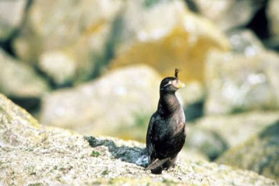 Image of Crested Auklet