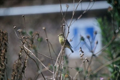 Image of Lesser Goldfinch