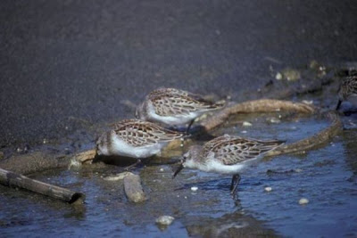 Image of Western Sandpipers at Shoreline