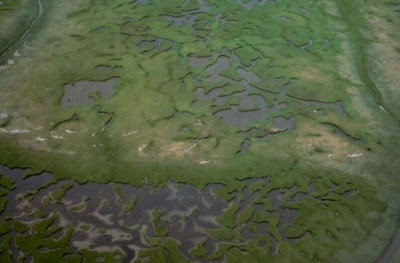 Image of Brant Habitat - Aerial