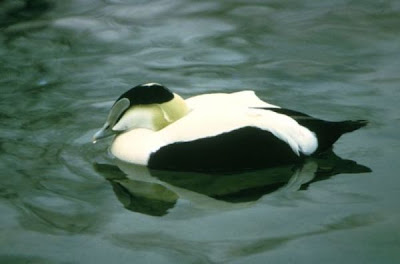 Image of American Eider Drake