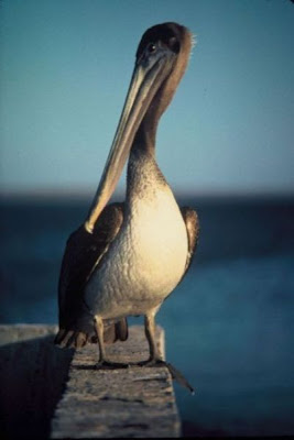 Image of Brown Pelican