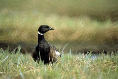 Image of Black Brant