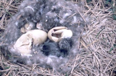 Image of Brant Goslings After Hatching