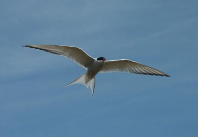 Image of Arctic Tern in Flight Overhead