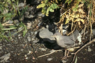 Image of American dipper