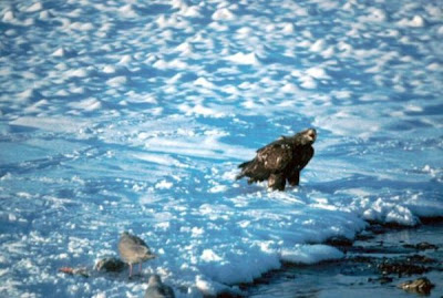 Image of Bald Eagle- Juvenile