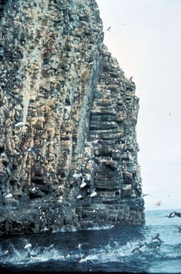 Image of Shumagin Islands Murre colony