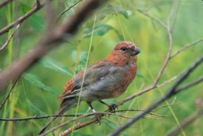 Image of Pine Grosbeak Juvenile