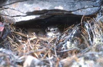 Image of American Pipit on Nest