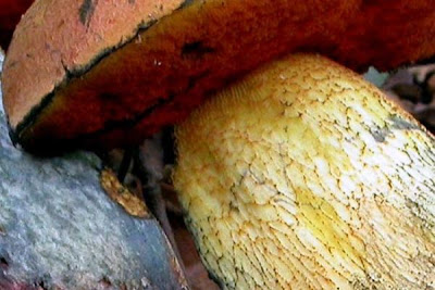 Boletus luridus