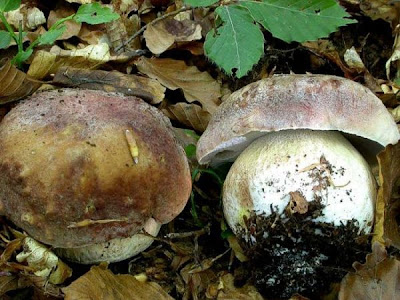 Boletus pinophilus