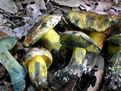 Boletus poikilochromus