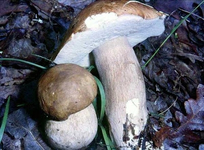 Boletus aestivalis Boletus aestivalis