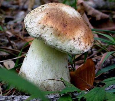 Boletus edulis