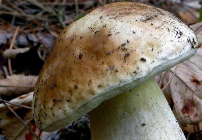 Boletus edulis