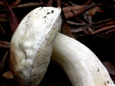 Boletus edulis
