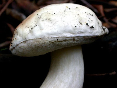 Boletus edulis fo persoonii