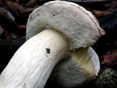 Boletus edulis fo persoonii