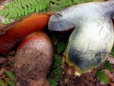 Boletus erythropus Boletus erythropus