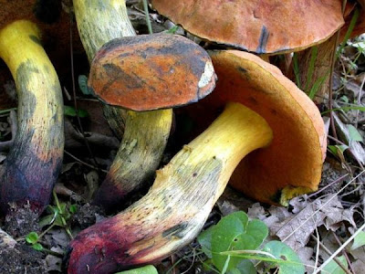 Boletus queletii
