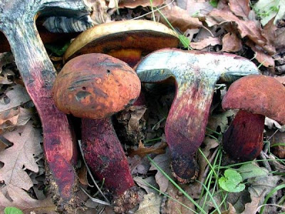 Boletus queletii